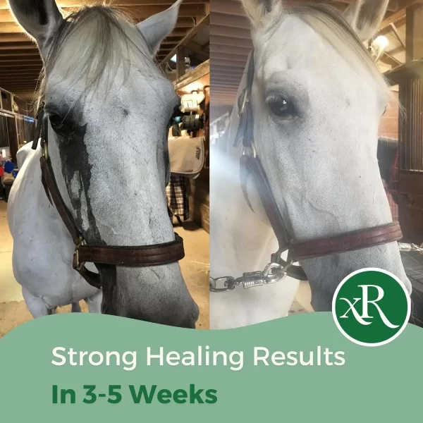 Excel Rescue all in one healing salve for horses
